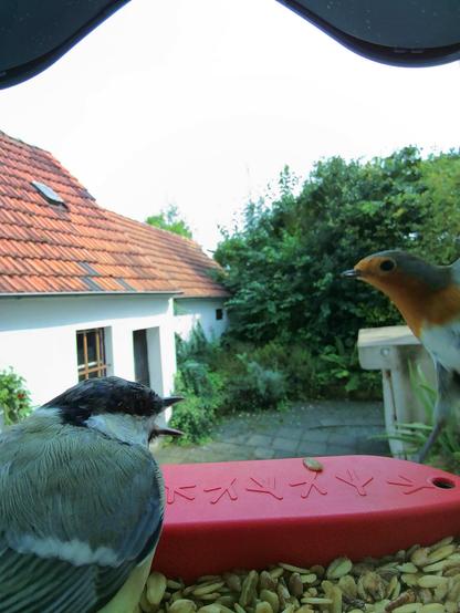 unbekannt im Futterhäuschen