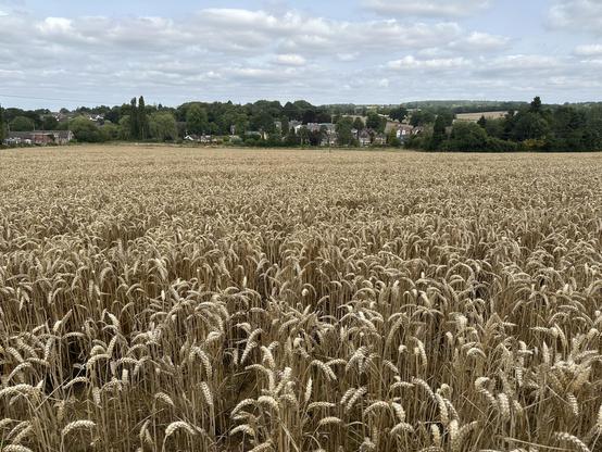 Wheat field overlooking Meriden