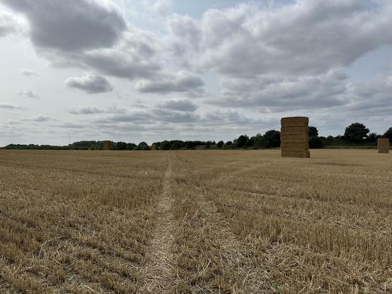 Path through the cut wheat field