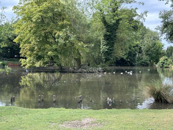 Meriden duck pond at the end of the walk