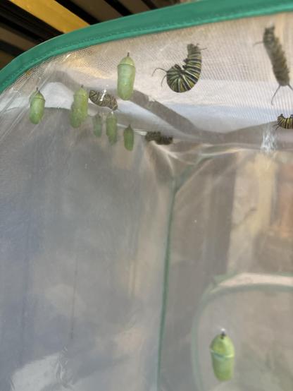 Multiple chrysalises hanging from the top of a bug net/cage. Several monarch caterpillars, crawling around to find sides to hang from including one hanging in a “J” shape preparing for its metamorphosis. It will split out of its skin and a chrysalis will emerge.