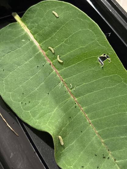 For two or three day-old monarch caterpillars on a milkweed leaf. 