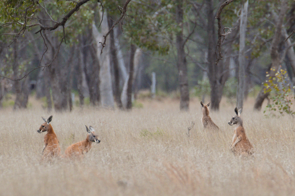 Four Red Kangaroos stationary in long grass. Background is tree trunks and more grassland out of focus