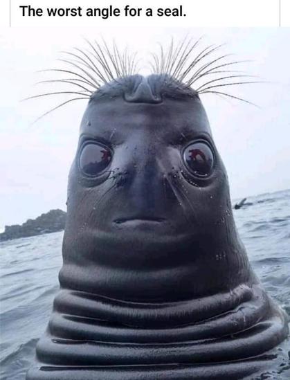 Photo of seal captioned "The worst angle for a seal."
A seal is rising out of the water with it's head straight up, nose pointing at the sky. The camera is pointing at the top of the seal's head creating the illusion of a strange alien face.
At the top, the whiskers look like spiky hair. The nose looks like a nose but at the top of the head and forming a part in the whisker/hair. The eyes in this POV look like grumpy alien eyes. The eyebrow whiskers look like vestigial mustache, sort of. Last but not least a small crease on the seal's head looks like a prim mouth.
Altogether this would be a perfectly cromulent alien on any sci-fi show.