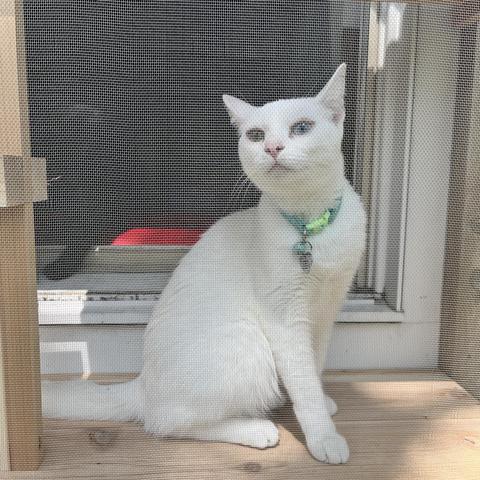 white cat checks out new screened-off catio