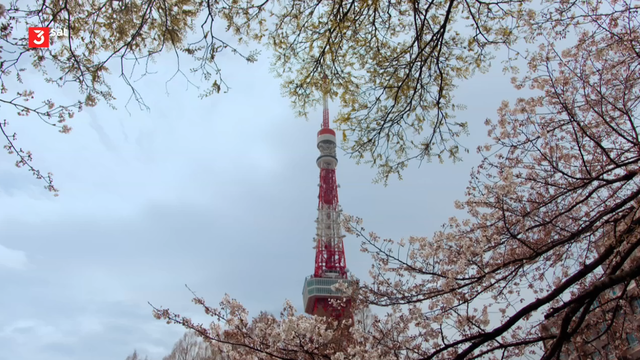 Japan in the light of the seasons: spring and summer
After the long winter, spring brings warmth and sunshine to Japan. People celebrate the famous but fleeting cherry blossoms and honor the gods with ancient Shinto ceremonies.