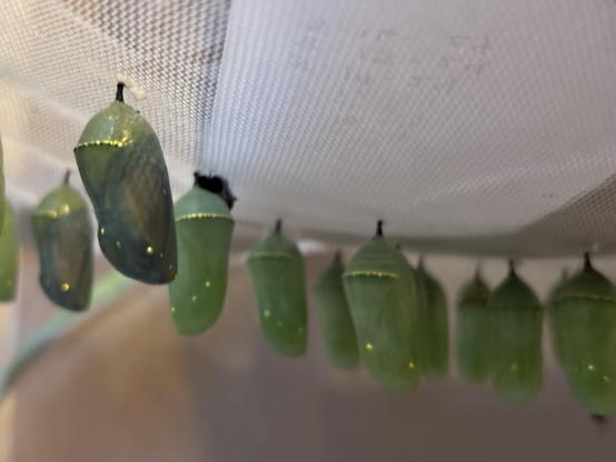 14 monarch chrysalises hanging from the top of a net cage. Most are bright green trimmed with gold. The leftmost two are becoming transparent and you can begin to see the black and orange of monarch wings inside. 