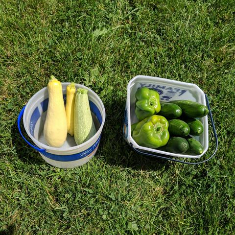 A round pail with 2 yellow squash and 1 greenish grey zucchini next to a square bucket with 3 green bell peppers, and 6 green cucumbers.
