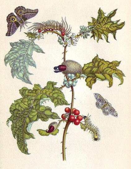Photo: Maria Sibylla Merian via Wikimedia Commons (Public Domain)