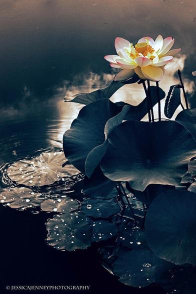 A single lotus flower glows brightly against a backdrop of dark, leafy pads and calm water. The water reflects light and creates a serene, almost mystical atmosphere.