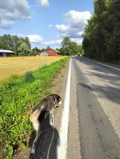 Walking in a countryside with my fiance's dog Piki 