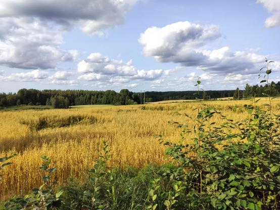 Fields of gold 
