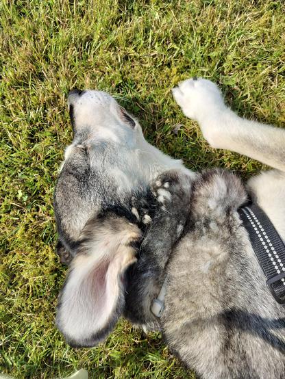 Piki the dog is laying on a grass with his eyes closed and enjoying 