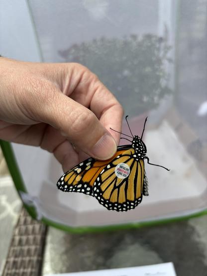 Male monarch butterfly being held by the wings, displaying the sticker tag that we gave it before releasing. 