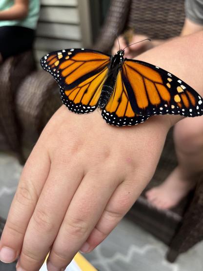 Male monarch butterfly on the hand of a child with wings spread wide. This can be identified as a male by the two scent glands that appear as two black dots in the middle of each bottom wing.