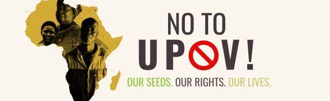 #StopUPOV! Zambia says #NoToUPOV!
A wave of pressure to make it illegal for farmers to save #seeds for the next planting season is gaining ground in #Africa. Join Zambian farmers in the fight against #UPOV! International call for signatures by Sept 9 : 
👉 https://docs.google.com/forms/d/e/1FAIpQLSdLpdzHqnHP4NMt9-d0UPjsUBDy50FGsTbaOGTRZI9GTZ0cig/viewform

La Zambie est la cible d’une vague de pressions, qui gagne du terrain en Afrique, visant à interdire aux paysan•nes le droit conserver librement les #semences. 
Signez l'appel international contre l'#UPOV avant le 9/9:
👉 https://docs.google.com/forms/d/e/1FAIpQLSdLpdzHqnHP4NMt9-d0UPjsUBDy50FGsTbaOGTRZI9GTZ0cig/viewform
#StopUPOV #NoToUPOV