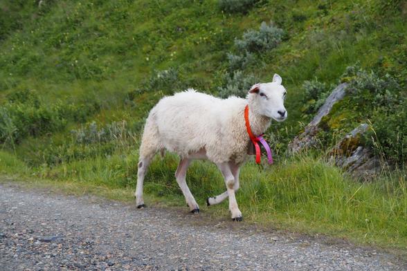 Ein weißes Schaf am Wegesrand, das ein Halsband in lila und rot mit Glock trägt.