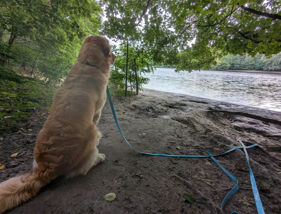 Photo of a golden retriever that sits under trees and bushes next to the lake in which he had just splashed around. He watches the shore, the water and seems to enjoy quiet moments of reflection and calm before leaving.