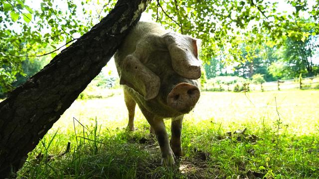 Hanna, eine gerettete ehemalige „Zucht“sau reibt sich an einem Baum.