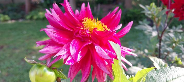 Large pinkish purple spikey flower