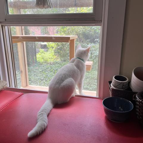 a white cat looks out a window into a meshed-off play space outside the house and open to the window