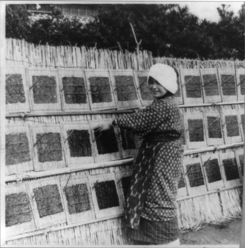 Old photo of sheets of nori being laid out to dry in the sun.