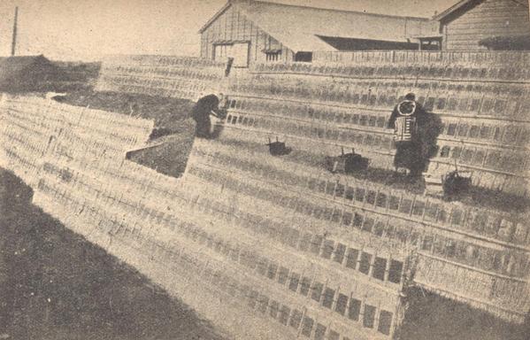 Old photo showing racks of nori being dried.