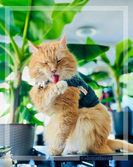 Sintra the Cat is wearing his thundershirt 😽