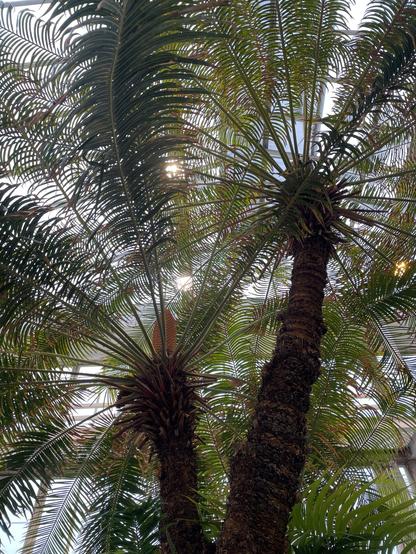Two large rosettes of cycad leaves, each pinnate like a feather, and attached to a tall sturdy brown trunk. Viewed from below so the light breaks through the leaves like a couple of shuttlecocks held to the ceiling