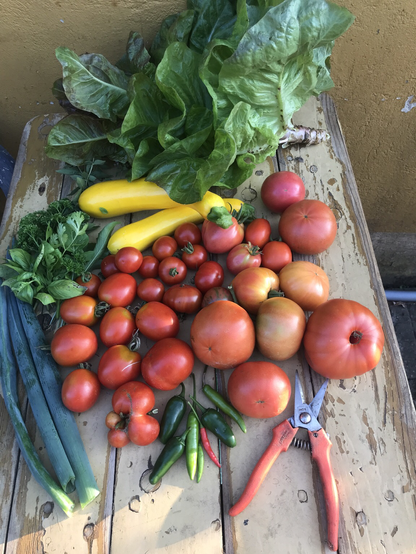 Ein Gartentisch mit stilleben aus Tomaten, Zuchini Chilis un Kräutern