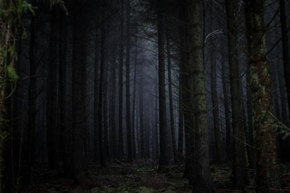 Photo of a dark, eerie forest
