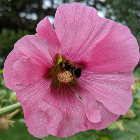 A cropped square photo of a pink flower with large petals and a pollen covered middle. In the middle of the flower is a black and yellow bumblebee. This male half-black bumblebee does not have pockets.