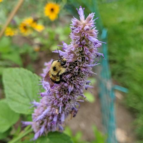 A cropped square photo of a lavender colored flower that has a black and yellow bumblebee foraging on it. The flower is a showy verticillaster, or false whorl, in appearance with many small pointy tipped tubular blossoms.