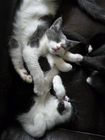 Two kittens, one black and white the other grey and white are sleeping together, all tangled up on a worn dark brown leather chair, the feet of an adult black and white cat are in the background.