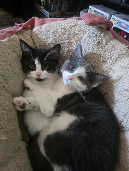 Two tiny kittens one grey and white the other black and white are snuggling on a once fluffy, now worn white bed, they have lovely hazel eyes and very pink noses