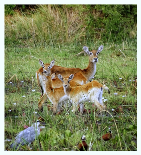 This is a colour art edited photo of a young mother waterbuck standing with her three babies in the watery glades of the Okavango Delta. The beautiful waterbucks are looking towards me and you can see their cute heart shaped noses and smiles. There are also Egyptian geese and a crane in the shot which are slightly blurred out. The colour of the watery glade is green with white waterlilies. The waterbucks have warm brown backs which graduates down to white. As photographed on the Moremi Game Reserve, Botswana