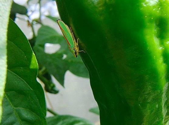 A colorful rhododendron leafhopper sitting on a chili
