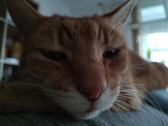 Tomcat Simba is sleepy