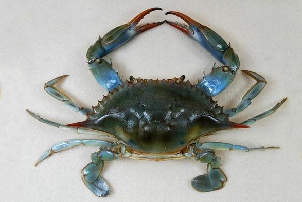 Bild einer Blaukrabbe, Vogelperspektive, blau schimmernder Panzer, rote Scherenflächen mit kleinen Zähnen