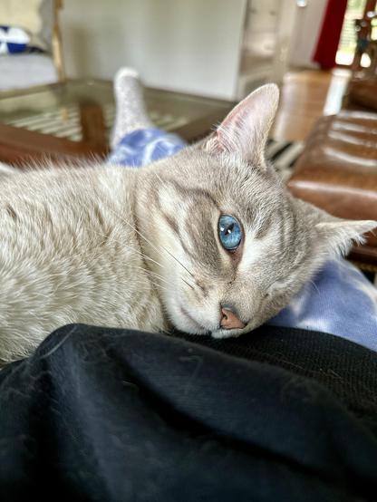 Doots, a one-eyed Lynx Point Siamese cat, lying on my lap and looking up to the camera. No squishy human parts were injured during the making of this photo. 