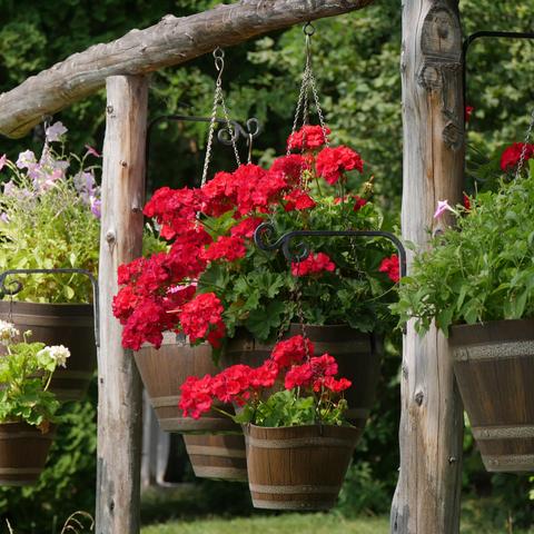 Hanging pots with red geranium flowers. There's some pink to white petunias beyond them. The plants are hanging from a wood rail supported by two posts.