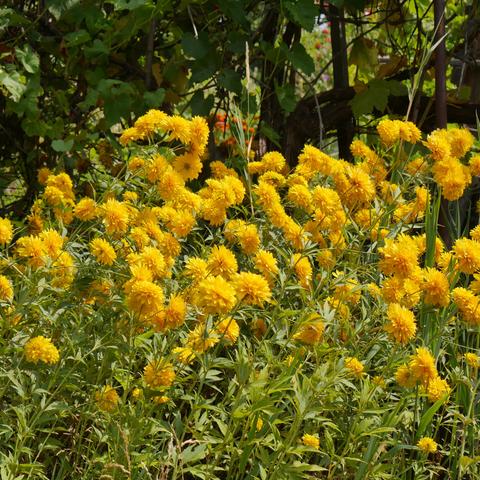 Several dozen yellow double-flowers in the sun. Behind them is a grape vine and beyond the vine are some orange french marigolds.