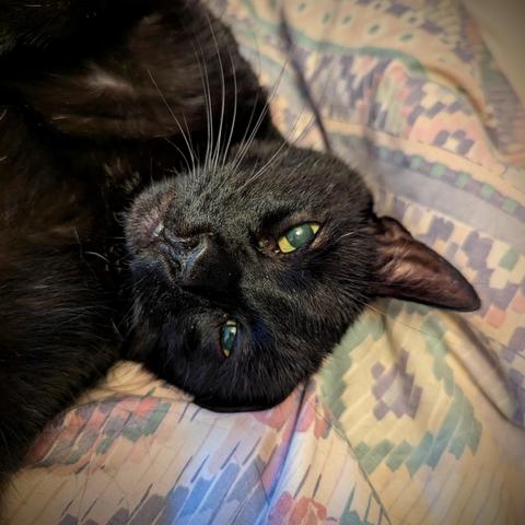 Black cat lying upside down on the bed cover with one ear folded back.