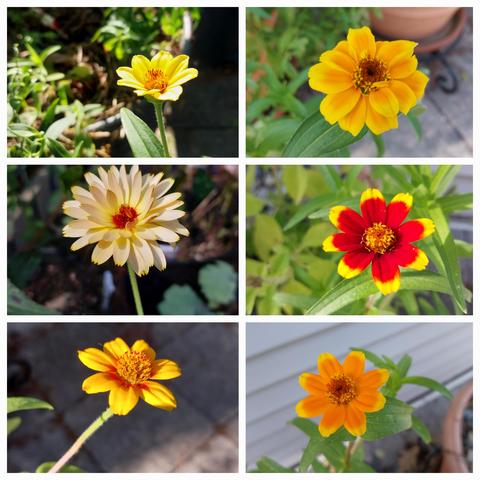 Collage of six small yellow, orange and red blossoms.