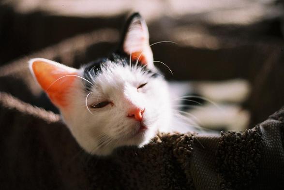 a pretty black and white cat 