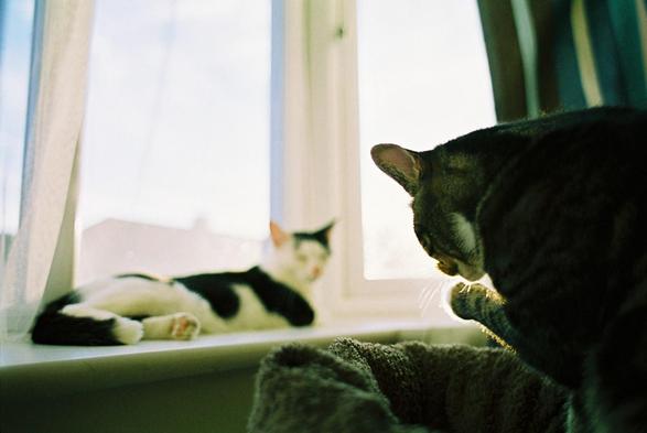 a pretty black and white cat 