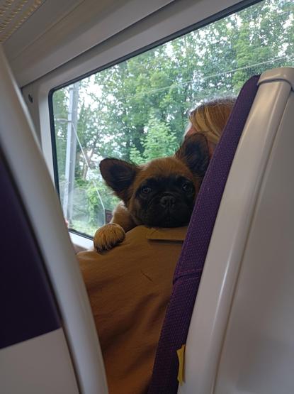 Cute dog looking over its human's shoulder at me. 