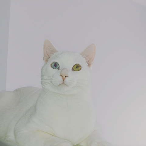 a white cat with two different colored eyes, a blue right eye and green left eye. the cat is sitting still looking at the camera.