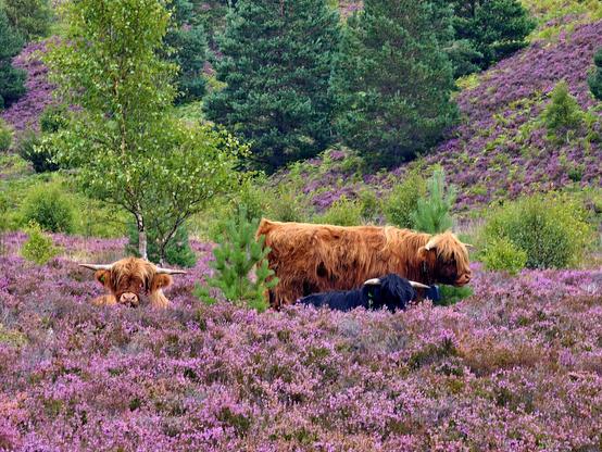 Three highland cows in a field of vivid purple heather