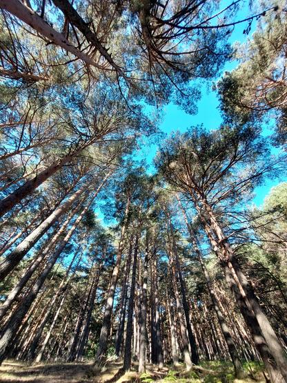 Una mirada hacia arriba, en el bosque de los esbeltos y altos pinos silvestres, sus copas parecen unirse por el efecto de la perspectiva.